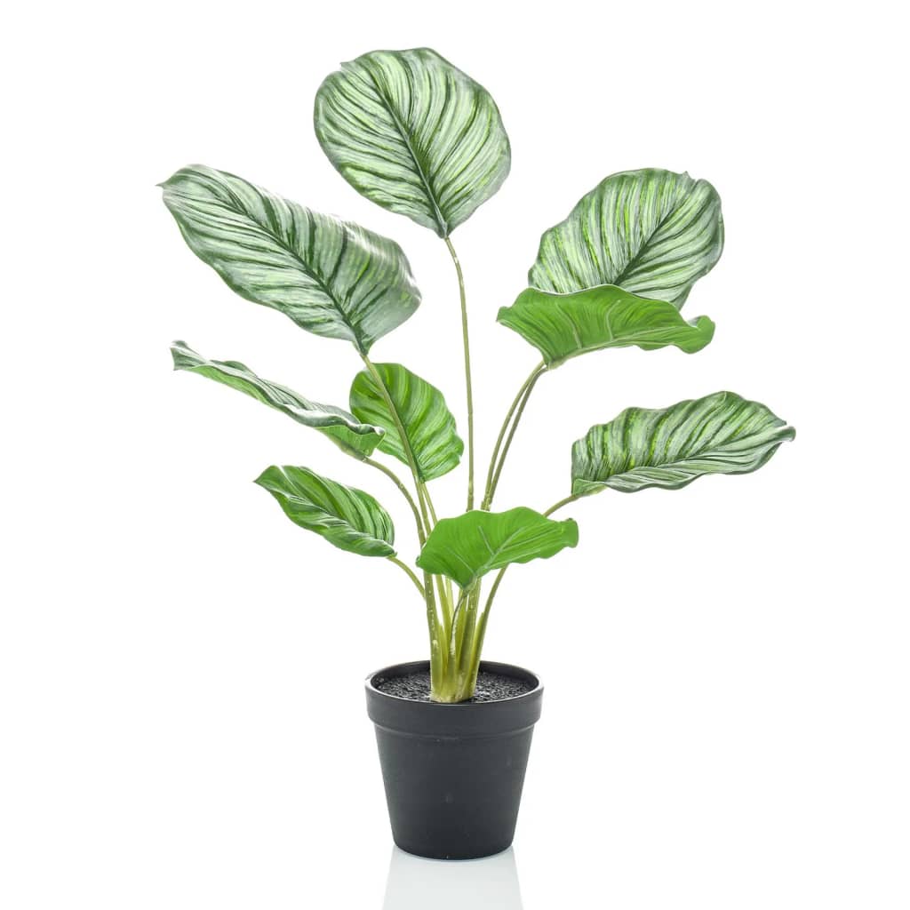 Emerald Konstväxt Calathea Orbifolia i kruka 45 cm